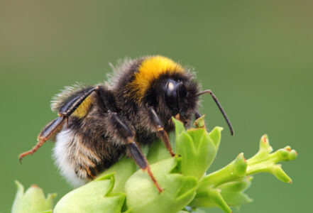 Bumble Bee Buzz Pollination for Your Plants Image